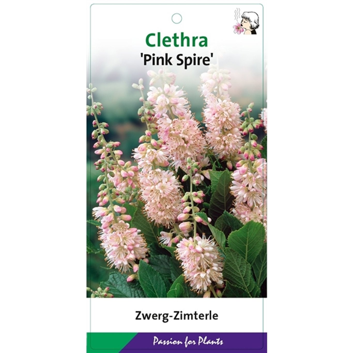 Clethra alnif. 'Pink Spire' - C5 50-60 CM